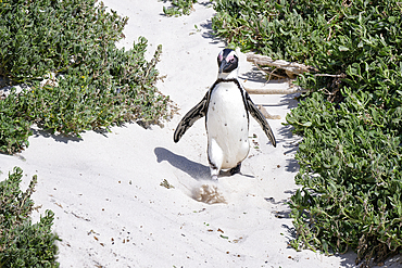 African Penguin (Spheniscus demersus) walking on sand at Boulder's Beach, Cape Town, South Africa, Africa