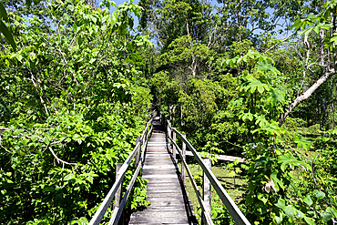 Boardwalk in the flooded forest along the Rio Negro, Manaus, Amazonia State, Brazil, South America