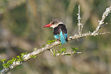 Brown-hooded kingfisher (Halcyon albiventris) on a branch, Kwazulu Natal Province, South Africa, Africa