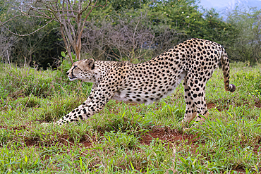 Young Southeast African cheetah (Acinonyx jubatus jubatus) stretching in the savannah, Kwazulu Natal Province, South Africa, Africa