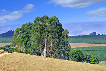 Serra da Canastra landscape, Sao Roque das Minas, Minas Gerais state, Brazil, South America