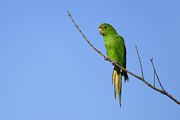 White-eyed Parakeet (Psittacara leucophthalmus) on a branch, Serra da Canastra National Park, Minas Gerais, Brazil, South America