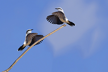 Courtship display of a couple of Masked Water-Tyrant (Fluvicola nengeta), Serra da Canastra National Park, Minas Gerais, Brazil, South America