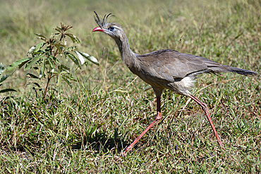 Red-legged Seriema (Crested Seriema) (Cariama cristata) running over grass, Serra da Canastra National Park, Minas Gerais, Brazil, South America