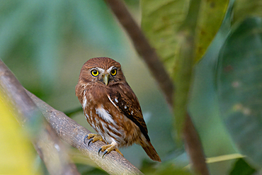 Ferruginous Pygmy-Owl (Glaucidium brasilianum), Serra da Canastra National Park, Minas Gerais, Brazil, South America