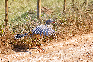 Red-legged Seriema (Crested Seriema) (Cariama cristata) flying and jumping over wires, Serra da Canastra National Park, Minas Gerais, Brazil, South America