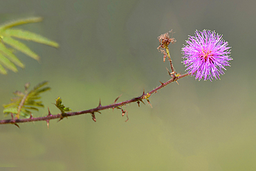 Mimosa pudica, Serra da Canastra, Minas Gerais, Brazil, South America