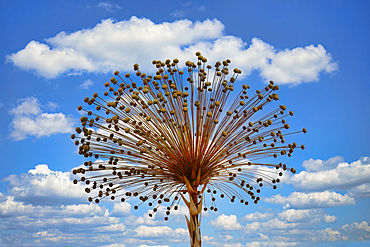 Sempre viva plant (Paepalanthus speciosus), Serra da Canastra, Minas Gerais, Brazil, South America