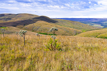 Serra da Canastra landscape and vegetation, Minas Gerais, Brazil, South America