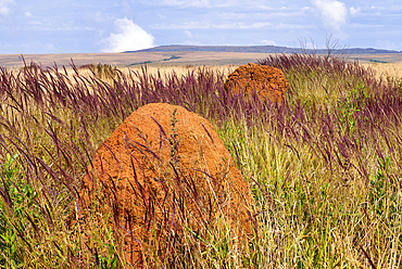 Serra da Canastra landscape with Melinis minutiflora herbs, Capin Melao, and termite mound, Minas Gerais, Brazil, South America