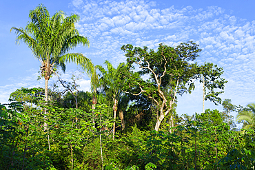 Trees in the flooded forest, Amazonas state, Brazil, South America