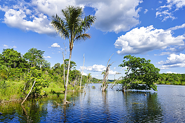 Flooded forest along the Amana River, Amazonas State, Brazil, South America