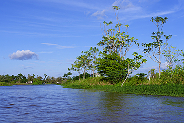 Flooded forest on the Itapicuru laguna, Para state, Brazil, South America