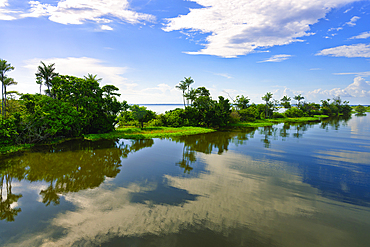 Flooded forest, Para State, Brazil, South America