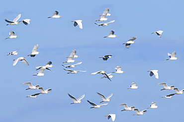 Flock of Western Cattle Egrets (Bubulcus ibis), Amazon Basin, Brazil, South America