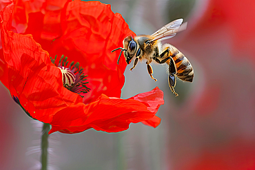 AI generated image of a Honeybee foraging a red poppy