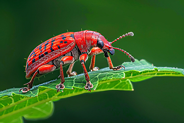 AI generated image of a Stylized red giraffe weevil on a green leaf