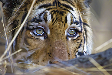 AI generated image of an Imaginary tiger with human face and eyes