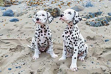 AI generated image of Two cute young dalmatian dogs seated on sand