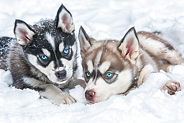 AI generated image of Two cute Alaskan Husky pups playing in snow