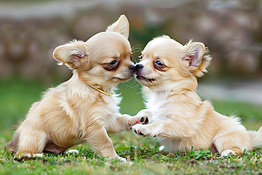 AI generated image of Two cute Chihuahua pups playing together