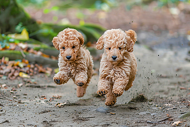 AI generated image of Two cute Poodle pups running together