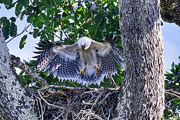 Four month old Harpy eagle chick (Harpia harpyja), testing its wings in the nest, Alta Floresta, Amazon, Brazil, South America