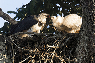 Female Harpy eagle (Harpia harpyja), feeding her four month old chick, Alta Floresta, Amazon, Brazil, South America