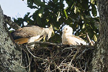 Female Harpy eagle (Harpia harpyja), feeding her four month old chick, Alta Floresta, Amazon, Brazil, South America