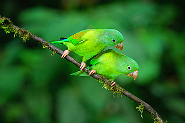 Two Orange-chinned Parakeets (Brotogeris jugularis) sitting on a branch, Costa Rica