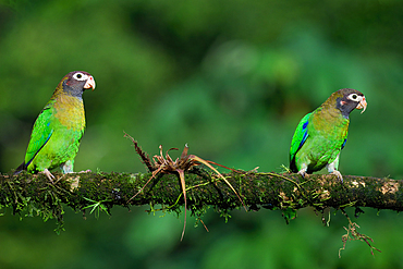 Two Brown-hooded Parrots (Pyrilia haematotis) sitting on a branch, Costa Rica