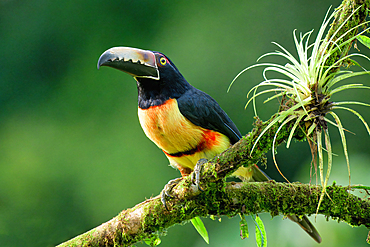 Collared aracari (Pteroglossus torquatus) sitting on a branch, Costa Rica