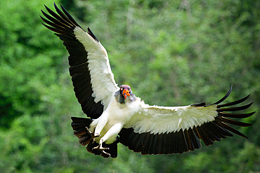 Flying King vulture (Sarcoramphus papa), Costa Rica