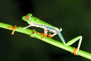 Red-eyed tree frog or red-eyed leaf frog (Agalychnis callidryas) walking over a branch, Costa Rica