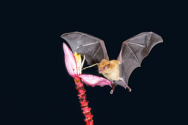 Orange nectar bat (Lonchophylla robusta) hovering and drinking the nectar from a wild red banana plant flower (Musa velutina) in the rain forest, Costa Rica