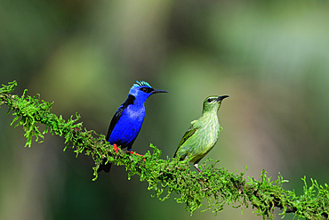 Male and female Red-legged Honeycreeper (Cyanerpes cyaneus) on a branch, Costa Rica