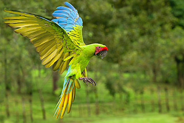 Flying Great Green Macaw or Grand Military Macaw (Ara ambiguus), Costa Rica