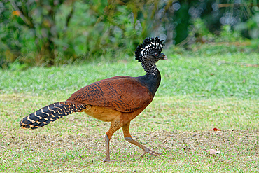 Female Great Curassow (Crax rubra) walking on grass, Costa Rica