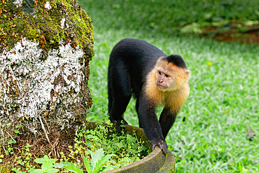 Panamanian white-faced capuchin (Cebus imitator), Costa Rica