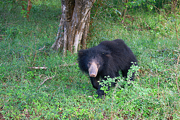 Sloth bear or Indian bear (Melursus ursinus) walking, Yala National Park, Sri Lanka
