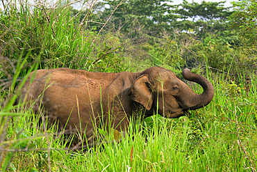 Sri Lankan elephant (Elephas maximus maximus) walking through high grass, Hurulu Forest Reserve, Sri Lanka