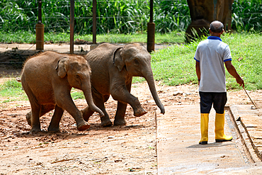 Two young orphaned Sri Lankan elephants running to be fed with milk by a caretaker, Pinnawala Elephant Orphanage, Kataragama, Sri Lanka