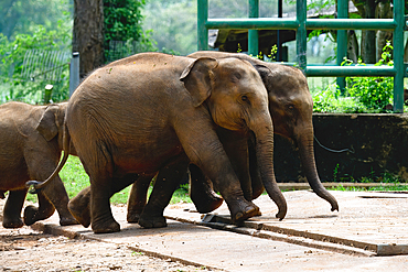 Young orphaned Sri Lankan elephants running to be fed with milk, Pinnawala Elephant Orphanage, Kataragama, Sri Lanka