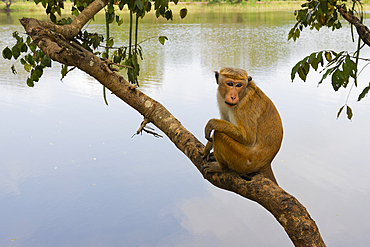 Toque Monkey (Macaca sinica) perched on a branch in front of a lake, Sri Lanka
