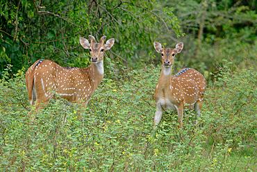 Male and female Sri Lankan axis deer or Ceylon spotted deer (Axis axis ceylonensis), Yala National Park, Sri Lanka