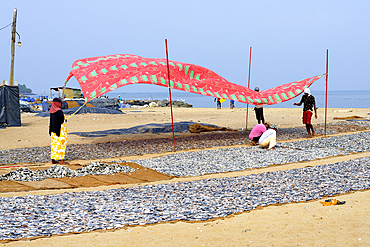 Fishermen spreading a protection tarpaulin over drying fish, Negombo, Sri Lanka