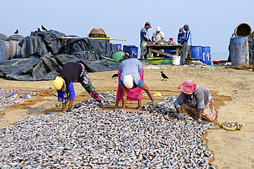 Women spreading fish to dry, Negombo, Sri Lanka