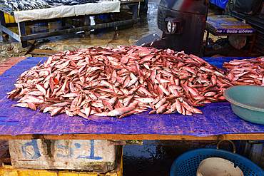 Stall with red fish in the fish market, Negombo, Sri Lanka