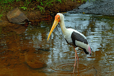 Painted stork (Mycteria leucocephala) walking and fishing in water, Sri Lanka