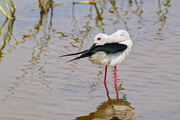 Black-winged Stilt (Himantopus himantopus) reflecting in water, Sri Lanka